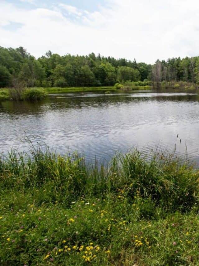 A small pond lined with wildflowers along a trail in the Finger Lakes National Forest
