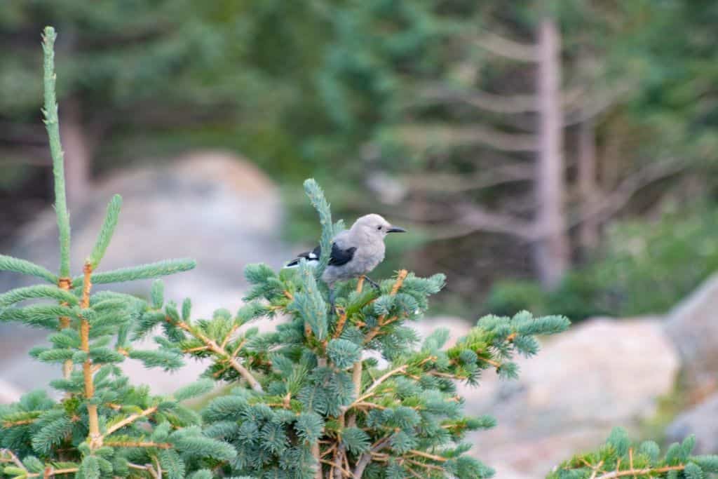 Bird in a pine tree in Rocky Mountain National park