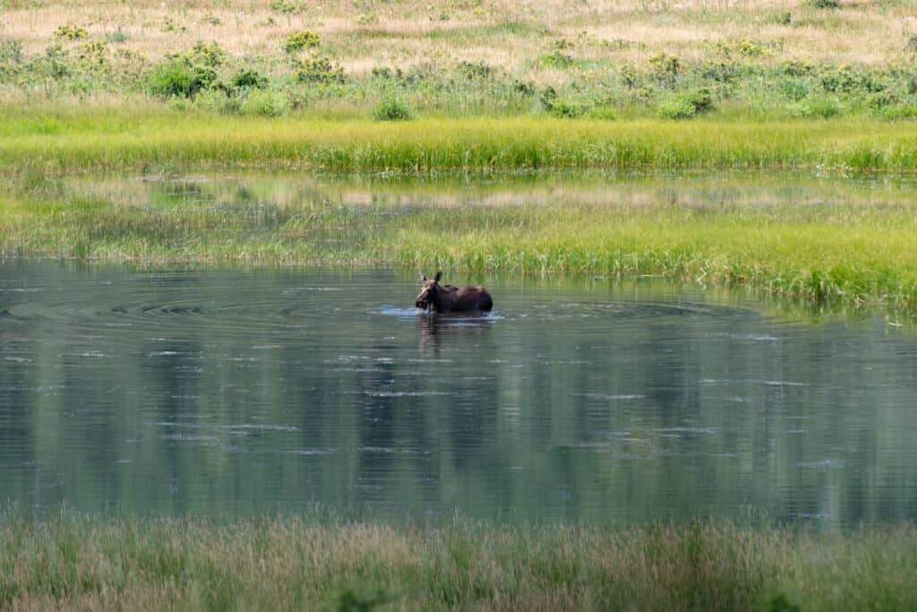 One female moose stands in Sheep Lake feeding on vegetation.