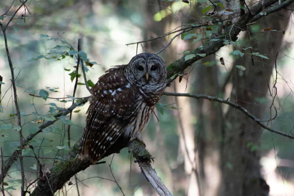 A barred owl sits in a small tree, looking at the camera.