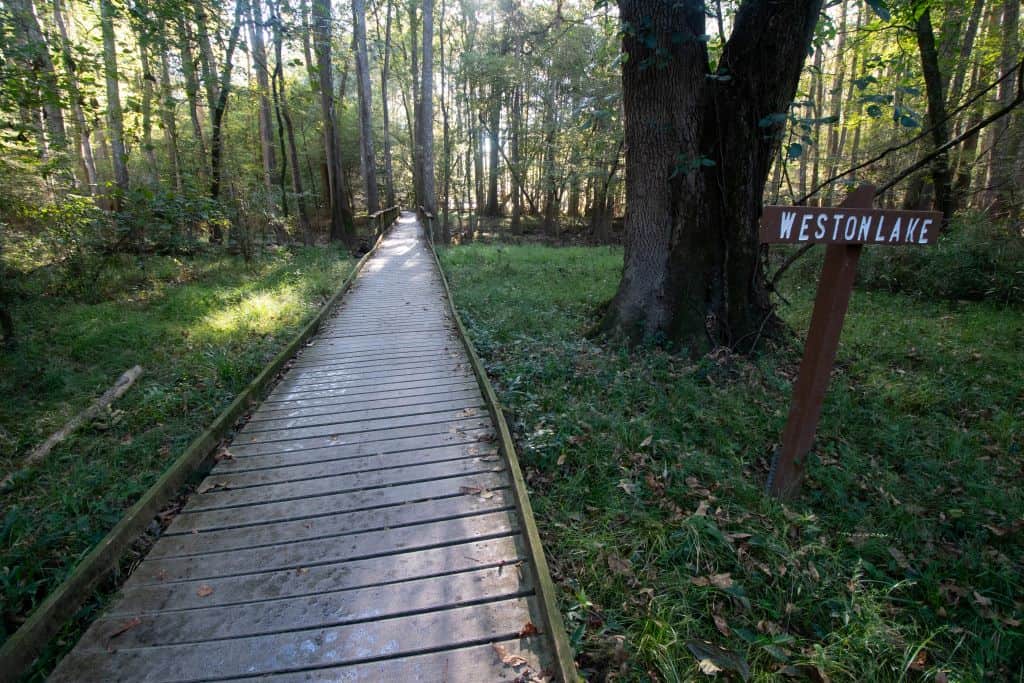 A boardwalk section of the Weston Lake Loop trail heads toward the Lake in Congaree National Park.