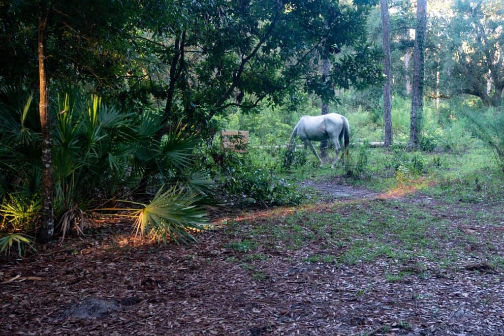 A white wild horse on Cumberland Island grazes near the hiking trail and campsites.